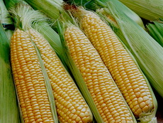 sweet corn sweet corn 04 - 230x173